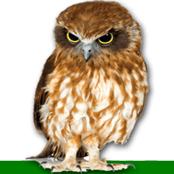 Wise Owl Dating owl